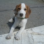 beagle