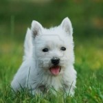 733791-puppy-west-highland-white-terrier