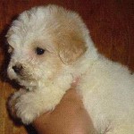 divinos-cachorritos-maltesitos-maltipoo-maltes-mexicano_MLM-O-75154988_4590-1