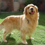 golden-retriever-dorado-para-servicio-zona-sur-excelente_MLA-O-116176272_8725