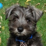 mini-schnauzer-2