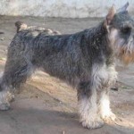 razas_ppal_schnauzer-miniatura_1