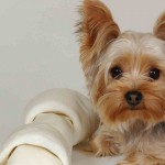 yorkshire-terrier1