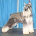 67870153_1-SE-BUSCA-SCHNAUZER-MINIATURA-PERDIDO-LA-VICTORIA