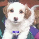BEILY