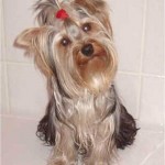 razas_comp_yorkshire-terrier_2