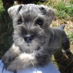 1277876516_102567713_2-Fotos-de-VENTA-DE-CACHORROS-SCHNAUZER-MINIATURAS-PEDIGREE-2-MESES-VACUNADOS-Y-DESPARACITADOS