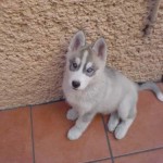 1342670327_416643059_1-Fotos-de-Husky-siberiano-con-CPR-busca-novia-semantal-para-cruza-o-monta