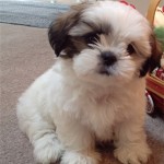 shihtzu_brown