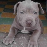 pitbull-american-stanford-blue-nose-silver-7949-MCO5293716574_102013-O