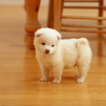 lovely-puppy-1920x1200-un-cachorro-muy-tierno