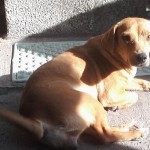 puca