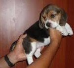 beagle020