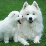 samoyedos