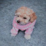 66992979_1-Preciosas-cachorritas-French-Poodle-Quito-El-Inca