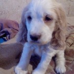 toretto