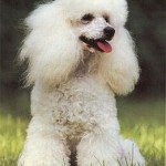 261-350-caniche-toy-poddle
