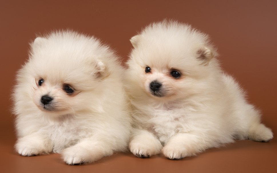 668368__adorable-dogs_p