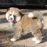 American_Akita_puppy