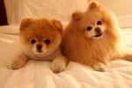 Boo-Cutest-Dog-in-the-World
