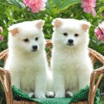 Lindos-Perritos_04