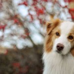 659-border-collie-con-encanto