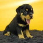 cachorro-rottweiler