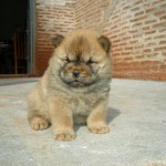 chow-chow