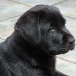 vendo-cachorros-labradores-negros-y-chocolates_854a21e6eb_3