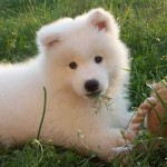 samoyedo-5