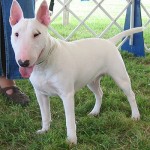 bull_terrier_h03